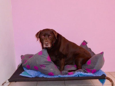 Towsers Kennels comfortable bedrooms